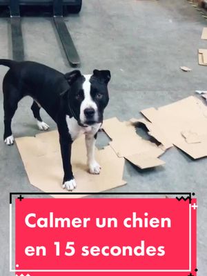 A post by @alex_et_hatome on TikTok caption: Comment calmer n importe qui en 3 secondes 😂#hatome #alex #lumieresur #chien #carton #fun 😈 #prank