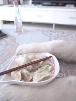 A post by @evawallie8 on TikTok caption: Made dumplings for dad😁#dogsoftiktok #pet #dogs