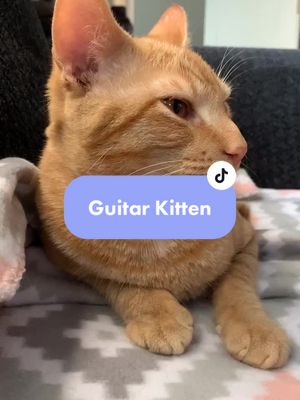 A post by @mangoclaw_thecats on TikTok caption: He’s not having it.. #catsoftiktok #guitar #kitten #guitarhero #whiskers #ginger #cute #small #famous #fyp #string #littlenugget