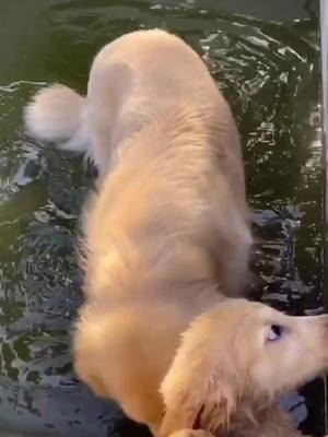 A post by @doogyi0 on TikTok caption: Will you help it?#dog #fyp  #puppy #pet