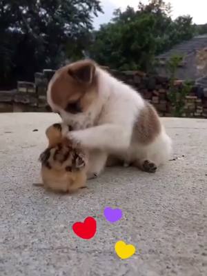 A post by @petdog77 on TikTok caption: #dog #cute #foryou