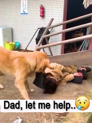 A post by @funnypet.vid on TikTok caption: Put a ❤️ if you think he is hero❤️😭#dogsavelife #heros #pets#dogsofttiktok #fyp