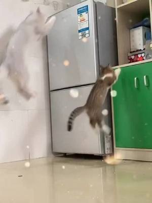 A post by @cutemaomi on TikTok caption: Let me teach you how to jump right #cats #jump #catlover #catsoftiktok #foryou