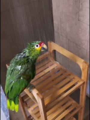 A post by @hakunamatata0608 on TikTok caption: #loros #baño#hoytocabaño