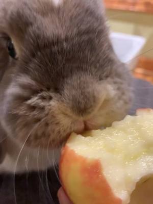 A post by @butterthebunny on TikTok caption: enjoy #asmr #bunny #WelcomeWeek #fyp #foryou #soundon #PetsOfTikTok