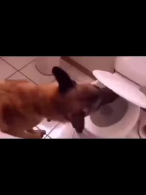 A post by @doggiehero on TikTok caption: wow!My doggie 🐕 can use the toilet 🐶😘How about your pet?#dog#dogsoftiktok #doglove #funny #smartdog #fyp#puppy