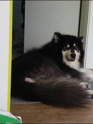 A post by @malamutezzang on TikTok caption: 뭐하고 있었을까요? 너 좀 수상하다🤣#말라뮤트#malamute