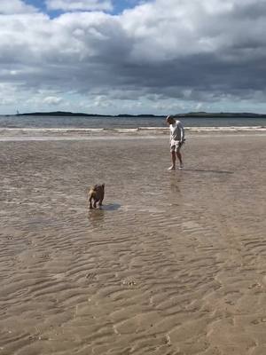 A post by @chesterthebulldog on TikTok caption: Chester’s 1st holiday and trip to the beach 🐾 🥰 #puppiesoftiktok #dogsoftiktok #englishbulldogpuppy #rhosneigr #englishbulldogsoftiktok #bulldog