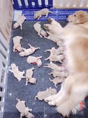 A post by @lovelydog02 on TikTok caption: You just have ten seconds to count the number of puppies😊#foryou #puppylove #puppy #fyp