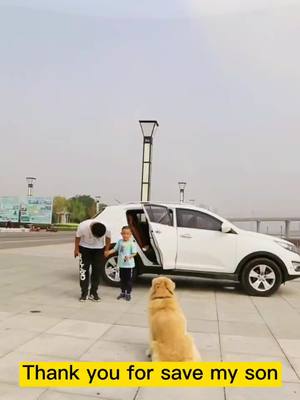 A post by @evawallie8 on TikTok caption: Dogs are more reliable#pet #petstory #dog #petlover #dogs