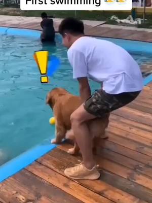 A post by @enzopetdog on TikTok caption: Till the end,it is difficult for me to make you don’t afraid of water 💦 #dog #swim #dogstiktok #foryou #pet