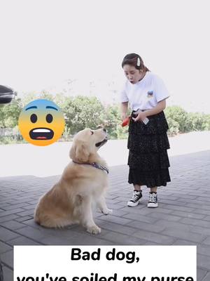 A post by @doglovehuman on TikTok caption: Did I do something wrong?#petlover #doglover #doghelpman #doggy