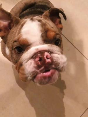 A post by @biggie_remi_bulldogs on TikTok caption: #peanutbutter #englishbulldog #bulldog #puppy #englishbulldogpuppy #cute #funny #dog #yum #fyp #viral #yummy #cutepuppy #cutedog #puppylove #Love #pup