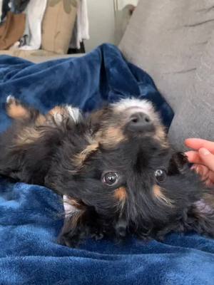 A post by @zuritheaussiedoodle on TikTok caption: I live for these morning cuddles 🥰 @mase.32 challenge accepted!  #Aussiedoodle #Zuridoodle #puppy #puppydog #puppylove #puppylife