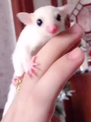 A post by @cutepets238 on TikTok caption: #sugarglider #cutepets238 #fyp