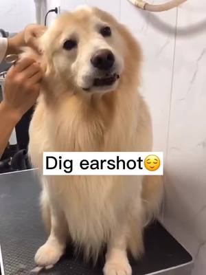 A post by @vikipuppy on TikTok caption: Earshot Massage😌😌#ProveWhatsPossible #dog #massage #dogscute #doglover