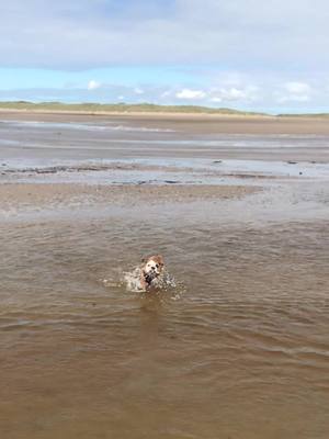 A post by @chesterthebulldog on TikTok caption: Water baby 🐾 #puppiesoftiktok #dogsoftiktok #englishbulldogpuppy #rhosneigr #englishbulldogsoftiktok #bulldog #puppy #englishbulldog #puppylife #fyp