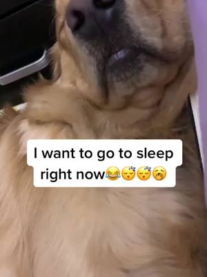 A post by @enzopetdog on TikTok caption: I want to go to bed right now #dog #dogstiktok #foryou #dogsleep