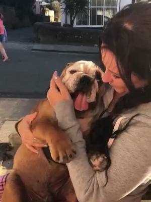 A post by @chesterthebulldog on TikTok caption: Got a kiss in the end 🐾 #puppiesoftiktok #dogsoftiktok #englishbulldogpuppy #englishbulldogsoftiktok #puppy #bulldog #englishbulldog #puppylife #fyp