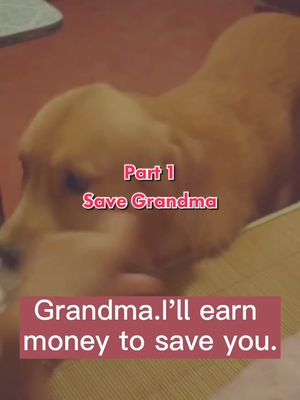 A post by @doglovehuman on TikTok caption: Save Grandma Part 1:Dogs are human’s most loyal friend and they will do anything for you. #dog #doglover #petlover #fyp