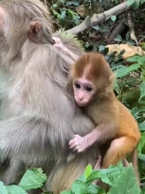 A post by @williedun on TikTok caption: It's not easy to take care of baby monkeys#OnlineSchool #animals #foryou #tiktok