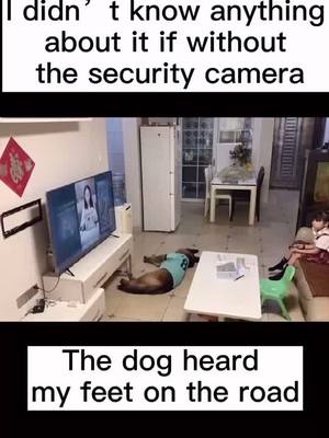 A post by @everyday_say_awesome on TikTok caption: Kkkkk😀😂🤣                    #dogsoftiktok #dogsmart #funnydog #foryou #fyp