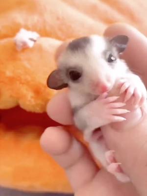 A post by @cutepets238 on TikTok caption: 👀Do you think the sugar glider baby is cute? Reply with 1 for yes😉 #cutepets238 #sugarglider #fyp #pressurewashing