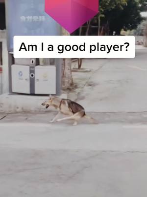 A post by @evawallie8 on TikTok caption: Can you do this sports?#doga #pet #dog #petstory #petlover #amazing #tiktok