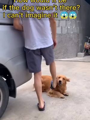 A post by @enzopetdog on TikTok caption: If the 🐶 was not there,I can’t imagine what will happened 🙏😱😱#AnimalFriends #dogstiktok #foryou #Love