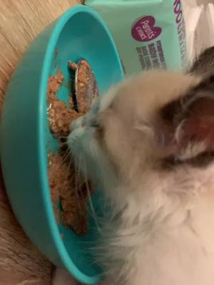 A post by @fosterdad on TikTok caption: some #asmr during dinnertime 🥰 #kittens #fyp #Spooktember #fosteringsaveslives #spayandneuter #cats