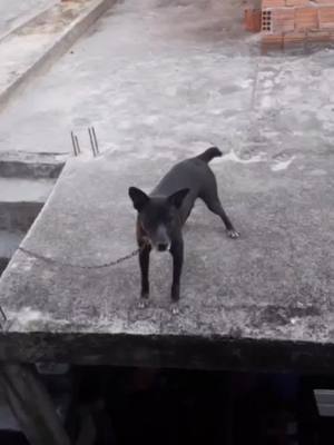 A post by @petlove123456 on TikTok caption: #petlover #dogs #doglover