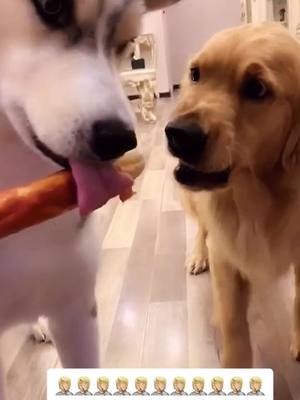 A post by @carteradriana on TikTok caption: I should get a trainer … 🤦🏼🤦🏼🤦🏼🤦🏼 #dogs #possessive #scuffle #unfriendly #fyp