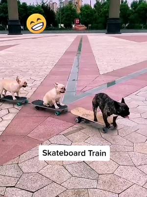 A post by @lovelypet369 on TikTok caption: They play the skateboards even better than me!🤣🤣🤣#dogstory #funny #dog #foryoupage #fyp #foryou #doglover #puppy #pet