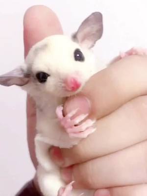 A post by @cutepets238 on TikTok caption: 👀Did you see the sugar glider winking at you? #sugarglider #wink #cutepets238 #fyp