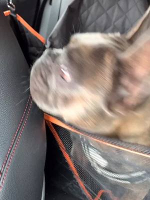 A post by @dexterdog1 on TikTok caption: #frenchie #frenchbulldog #dogtiktok #dog #funny #frenchbulldogpuppy #cutepuppy #cute #dogcar ##dontleaveme #tiktokdog