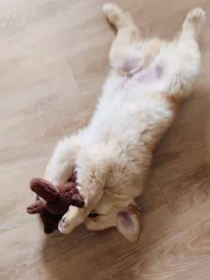 A post by @mjthefloof on TikTok caption: that’s just my bby 🧸 #fyp#foryou#puppy#goldenretriever#goldensoftiktok#dogsoftiktok#goldenpuppy