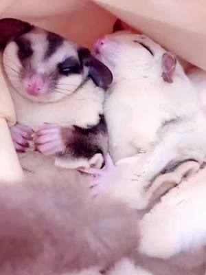 A post by @cutepets238 on TikTok caption: 😂Their can be woken up quickly by their favorite food #cutepets238 #sugarglider #fyp #fy