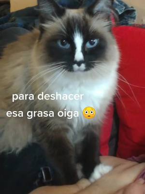 A post by @yinyang.cats on TikTok caption: Cuando tu gato es experto en masajes reductivos 😼 #masajesparaabdomen #masajesreductores #catchallenge