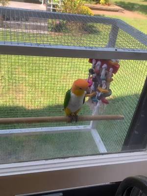 A post by @princess_pudge on TikTok caption: she love her bird box #princesspudge #birds #parrotmom #parrotsworld #fyp #birbs