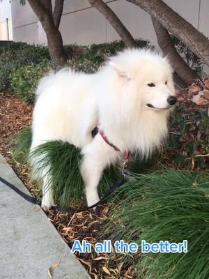 A post by @cutesamson on TikTok caption: Use the force Samson! #usetheforce #maytheforcebewithyou #fullpower #samoyed