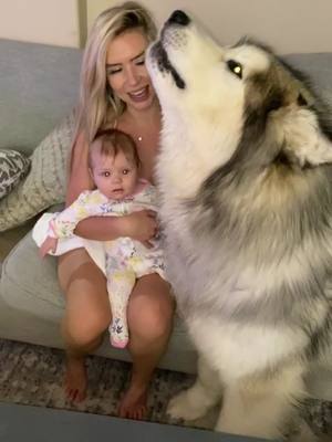 A post by @thor_the_malamute on TikTok caption: Family cuddle time.  #MillennialsOfTikTok #thor #DidYouKnow #DidYouKnow #millennialsoftiktok #alaskangiant #dog @chelseyhallblade