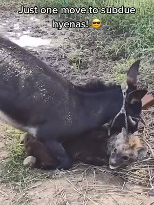 A post by @carteradriana on TikTok caption: #hyena #donkey #doggy #petlife #uniform #fight #fyp