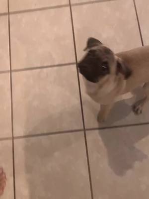 A post by @chentothepug on TikTok caption: #pugsoftiktok #fyp #foryourpage #dogsoftiktok #PetsOfTikTok #pug #wholelottachoppas #dogsthatdance #chentothepug