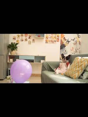 A post by @everyday_say_awesome on TikTok caption: Welldone！#dogsoftiktok #doggo #fyp