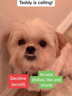 A post by @friendlypuppy on TikTok caption: What did you pick? #foryoupage #foryou #cute #leddy