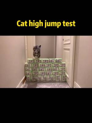 A post by @petcat233 on TikTok caption: cat high jump test #cat #pet #MillennialsOfTikTok