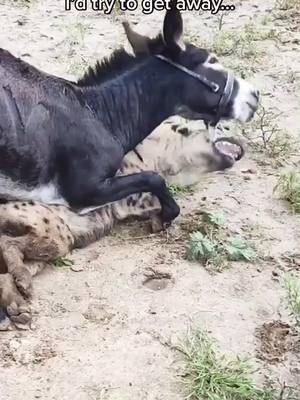 A post by @carteradriana on TikTok caption: #donkey #hyena #runaway #dogsoftiktok #realife #funny #fight #foryou