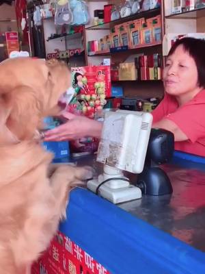 A post by @doogyi0 on TikTok caption: A good boy who is willing to help others#dog #fyp #puppy #pet #godenretriever