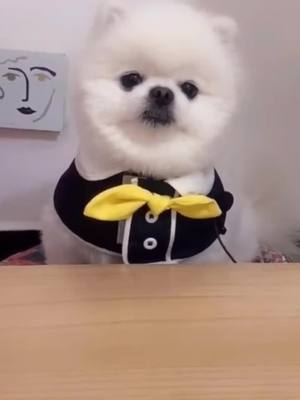 A post by @tashabish on TikTok caption: #pet #cutedog #dog #fyp