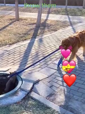 A post by @i_am_trump1 on TikTok caption: #lovedogs #petslover #petsweb #doggy #dogschallenge #smartdogstraining #foryourpage